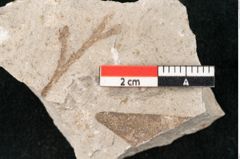 Foto (Detailansicht) von Glyptostrobus europaeus Brongniart (NHMW-GEO-2024-0188-6756)
